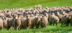 Merinoschafe auf einer Weide in Australien