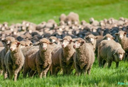 Funktionskleidung aus Merino-Fasern – lohnt sich das?