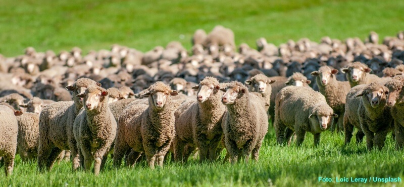 Funktionskleidung aus Merino-Fasern – lohnt sich das?